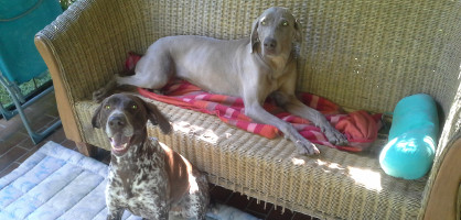 Veterina za velike zivali